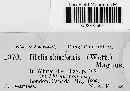 Tilletia striiformis image