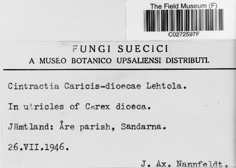 Cintractia caricis-dioicae image