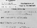 Microbotryum violaceum image