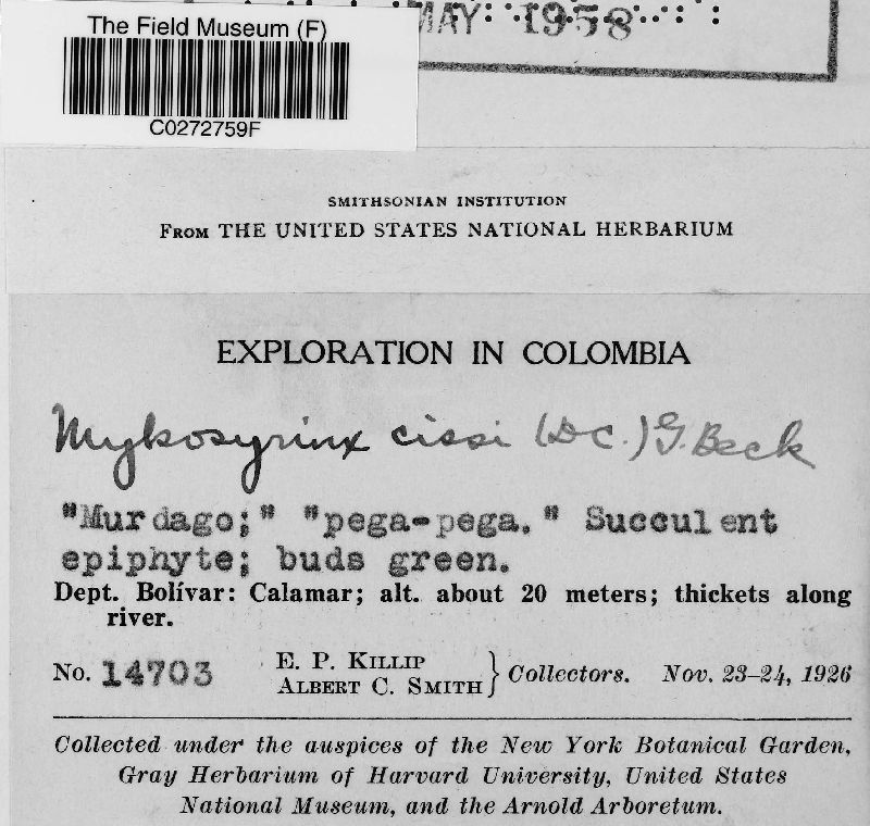 Mycosyringaceae image