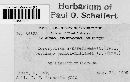 Sorosporium syntherismae image