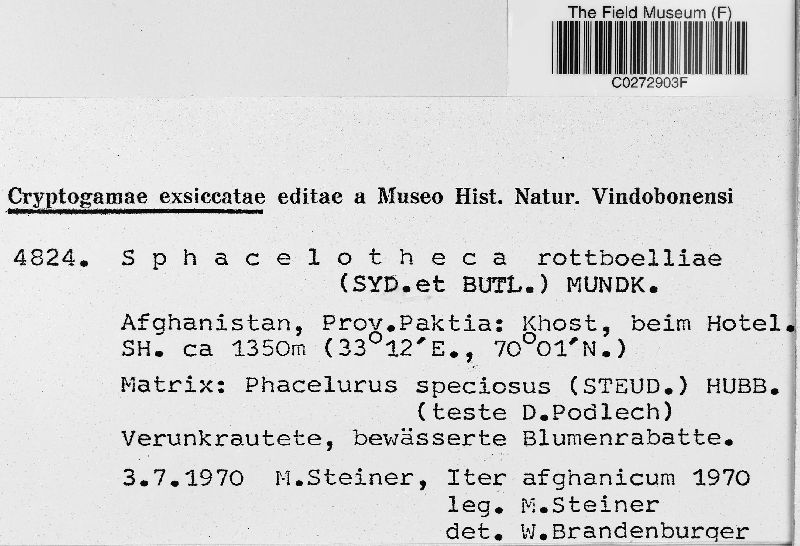 Sphacelotheca rottboelliae image