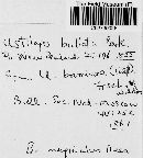 Ustilago bullata image