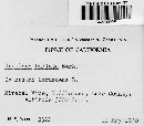 Ustilago bullata image
