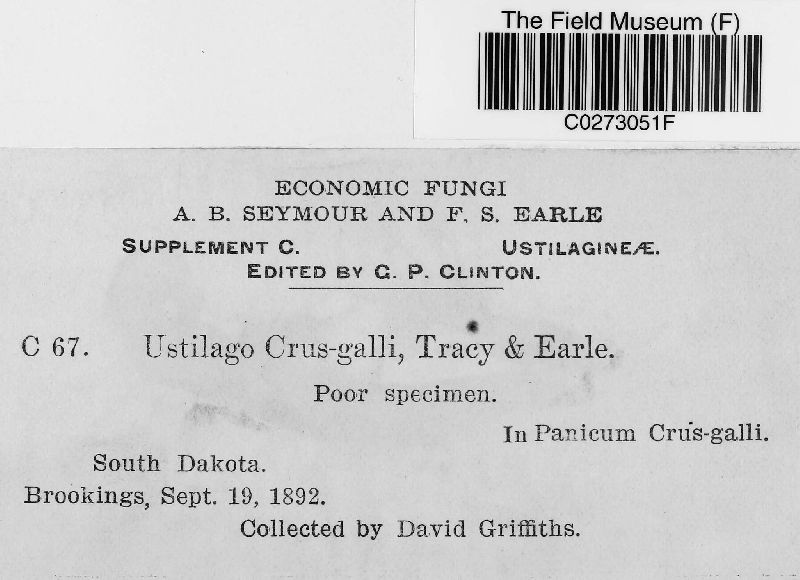 Ustilago crus-galli image