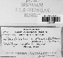Macalpinomyces neglectus image