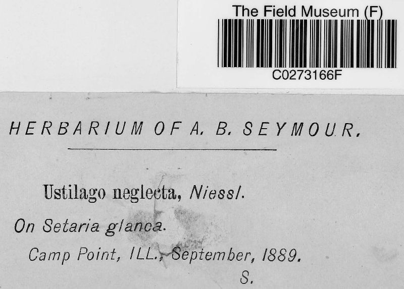 Macalpinomyces neglectus image