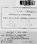 Ustilago syntherismae image