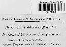 Ustilago utriculosa image