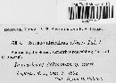 Ustilago utriculosa image