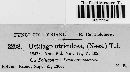 Ustilago utriculosa image