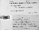 Ustilago hordei image