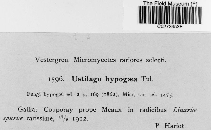 Melanotaenium hypogaeum image