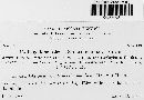 Ustilago filiformis image