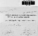 Ustilago maydis image
