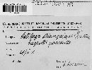 Ustilago strangulans image