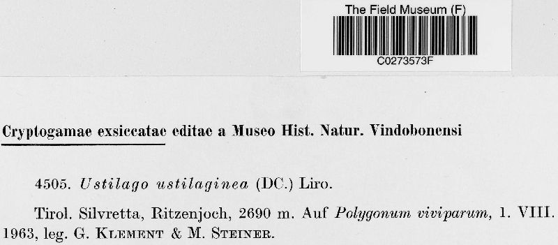 Microbotryum bistortarum image