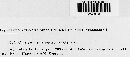 Microbotryum bistortarum image