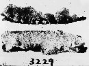 Septobasidium schweinitzii image