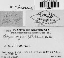 Chaconia ingae image