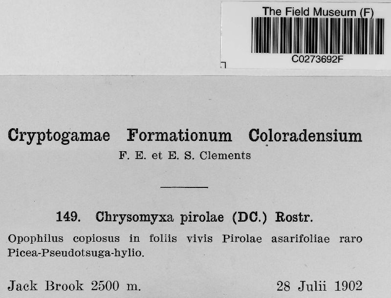 Chrysomyxa pirolae image