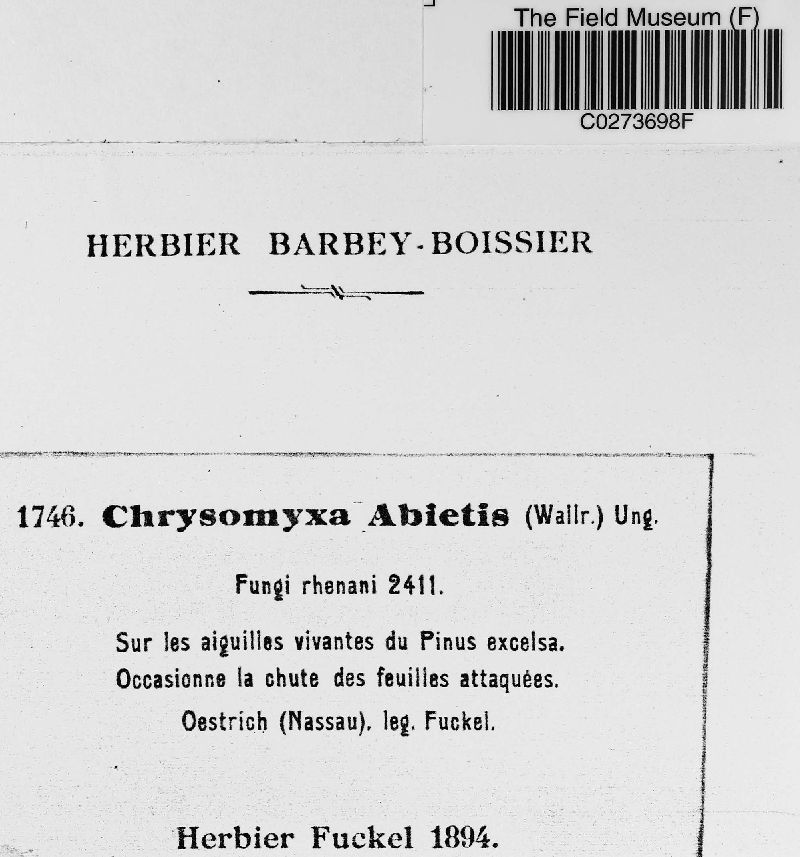 Chrysomyxa abietis image