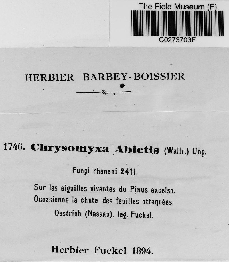Chrysomyxa abietis image