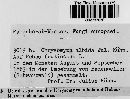 Kuehneola uredinis image