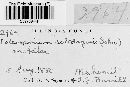 Coleosporium asterum image