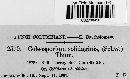 Coleosporium asterum image