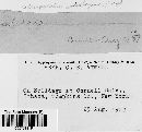 Coleosporium asterum image