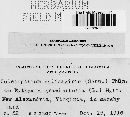 Coleosporium asterum image