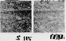 Coleosporium asterum image
