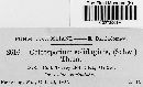 Coleosporium asterum image