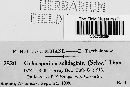 Coleosporium asterum image