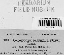 Coleosporium asterum image