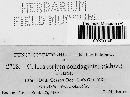 Coleosporium asterum image