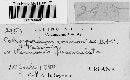 Coleosporium vernoniae image