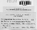 Coleosporium vernoniae image