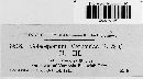 Coleosporium vernoniae image