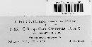Coleosporium vernoniae image