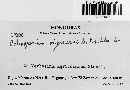 Coleosporium viguierae image