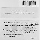 Coleosporium tussilaginis image