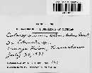 Coleosporium clematidis image