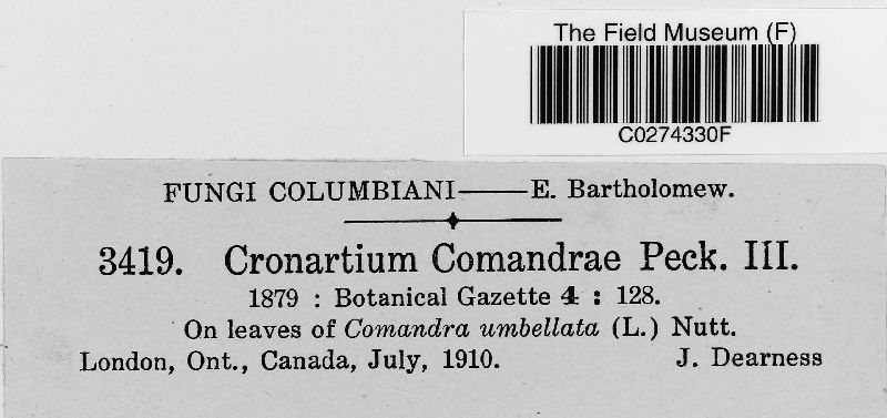 Cronartium comandrae image