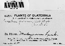 Cronartium quercuum image