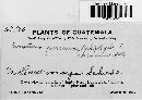 Cronartium quercuum image