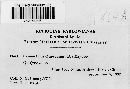 Cronartium quercuum image