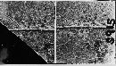 Melampsora bigelowii image