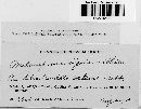 Melampsora bigelowii image